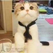 不吃香菜的猫°