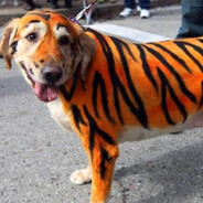 Сержант Махоуни