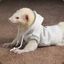 Ferretwithoodie