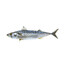 fisk
