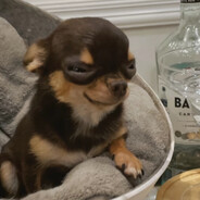 小猫你可以吃抹茶芭菲