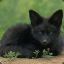 Black Fox