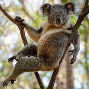 Koala avatar