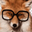 fox with myopia