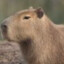 Capybara