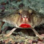 Batfish