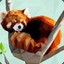 Red_Panda_7274