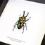 deadstagbeetle