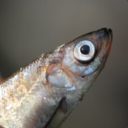 haistelia - steam id 76561197995969209