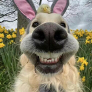 林黛玉倒拔垂杨柳