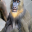 Mandrill