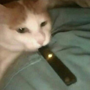 VapeCat