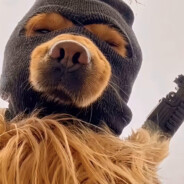 十星保安大队长