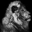 The Lion