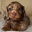 Snickerdoodle