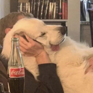 鸭鸭沾水不会玩