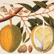Durian avatar