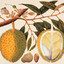 Durian