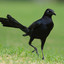 A Grackle