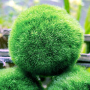 Mossy