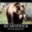 BearSpider