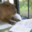 Professor Capybara