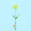 White Rose