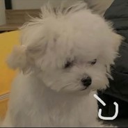 大峡谷举止得体大象