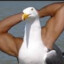 Rico The Seagull