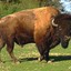 Bison Futé