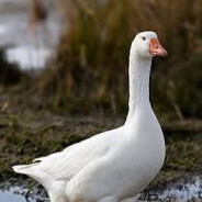 Кунимейкер