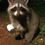 Raccoons Lay Eggs