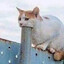 Alcro_1