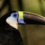 toucan sam