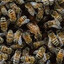 10000 bees