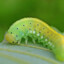 larva