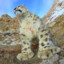Cool Snow Leopard
