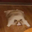 XIXI