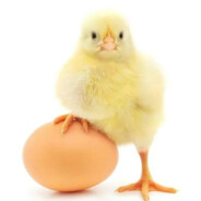 红鲤鱼与绿鲤鱼与驴