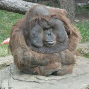 super killer elite 1337