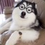 JoshGuy1