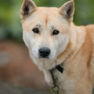 翻斗花园牛爷爷