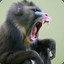 Baboon