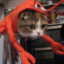 CatLobster