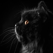 Southwest sniper King