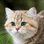Котик