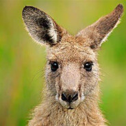 一只大大大袋鼠