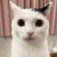 Gilto