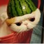 Cat Melon