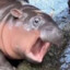 MintyFishy